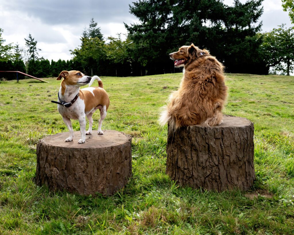Two dogs on tree stumps.